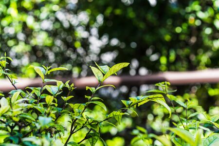 Natural Green leaves for background and wallpaper which it can use for online advertisementの写真素材