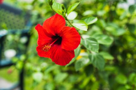 Red hibiscus flower on a green background, selective focus.の写真素材