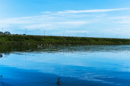 Bird swimming on river water to finding the fishの写真素材
