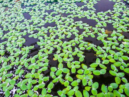 The fresh water plants for backgroundの写真素材