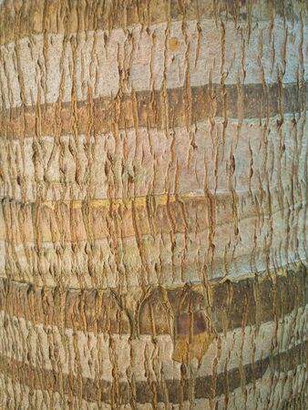 Trunk Skin of Coconut Tree, wooden texture for backgroundの写真素材
