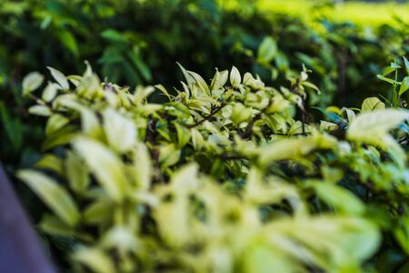 Natural Green leaves for background and wallpaper which it can use for online advertisement