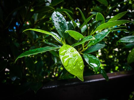 Natural background of bright green Blurred abstract styleの写真素材