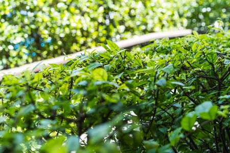 Natural Green leaves for background and wallpaper which it can use for online advertisementの写真素材