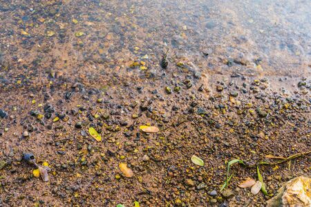 gravel background with focus at the top. Seashore. Beach. Dawnの写真素材