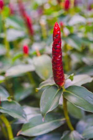 beautiful Crape ginger red flower (Costus speciosus Smith) in gardenの写真素材