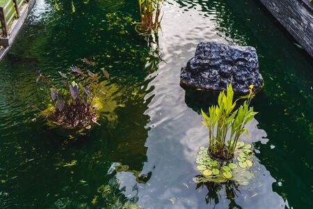 Fresh green water plants in the pond
