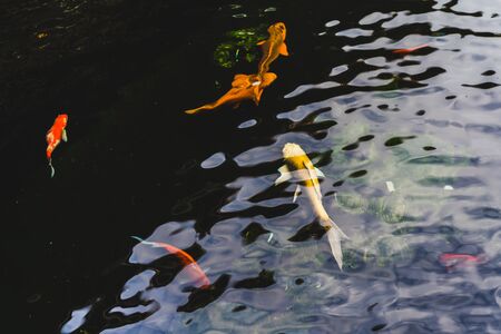 Koi fish swimming in a pond in garden