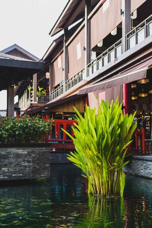 Fresh green water plants in the pondの写真素材