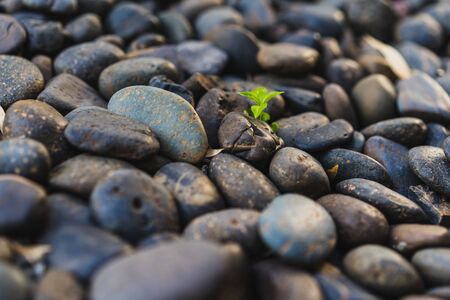 Close up of pebble stones on the pavement for background useの写真素材