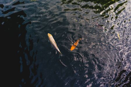 Koi fish swimming in a pond in garden