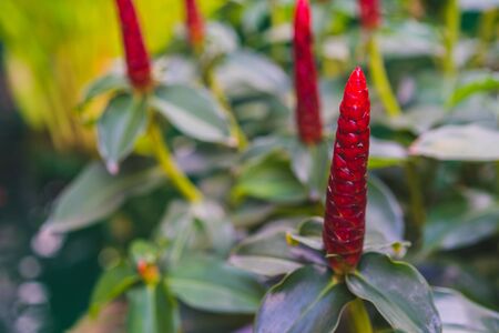 beautiful Crape ginger red flower (Costus speciosus Smith) in gardenの写真素材