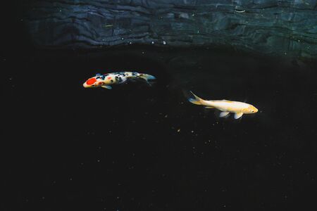 Colorful Koi fish swimming in a pond in gardenの写真素材