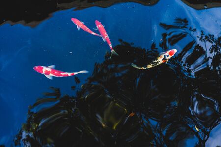 Colorful Koi fish swimming in a pond in gardenの写真素材