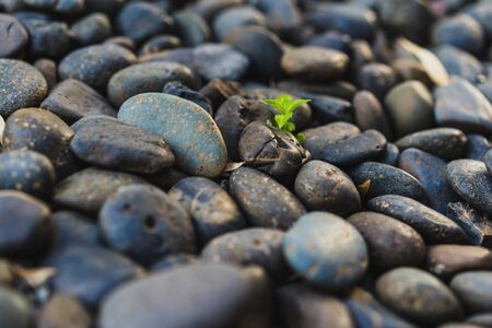 Close up of pebble stones on the pavementの写真素材