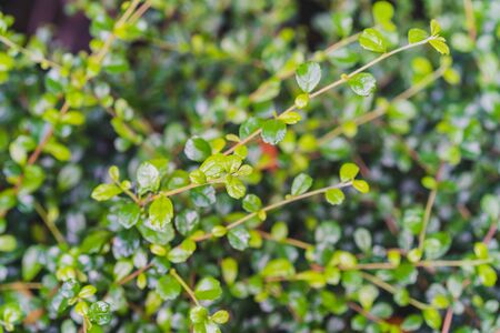 Natural Green leaves for background and wallpaper which it can use for online advertisementの写真素材