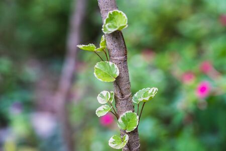 The Young tree seedling grow from stump, beginning new life and rebirth conceptの写真素材