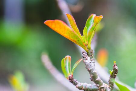 The Tropical scion leaf Desert Rose in gardenの写真素材