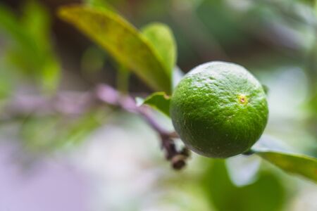 The fresh green lemon on branch in the gardenの写真素材