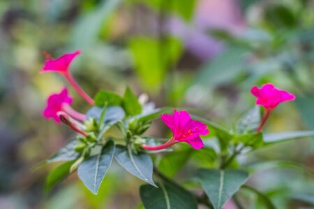 The Beautify pink mirabilis jalapa in summer garden with blur backgroundの写真素材