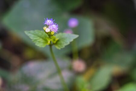 The beautiful purple grass flowers with blurry backgroundの写真素材