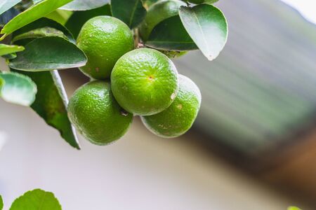 The fresh green lemon on branch in the gardenの写真素材