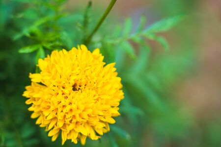 The Beautiful blooming asia marigold flowers in the gardenの写真素材