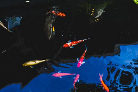 Colorful Koi fish swimming in a pond in gardenの写真素材