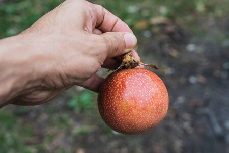 The hand with ripe red passion fruit. Ripe passion fruit turn red in color and ready to be eaten.