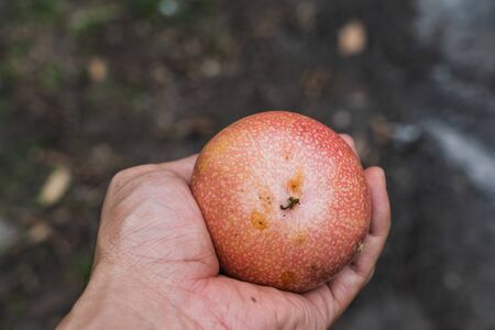The hand with ripe red passion fruit. Ripe passion fruit turn red in color and ready to be eaten.の写真素材