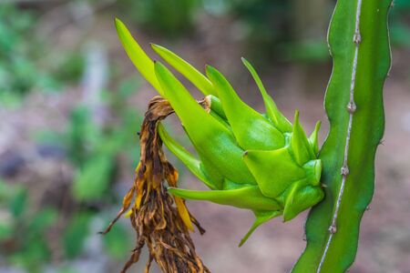 Dragon fruit is a plant in the cactus. Originated from Central America. And planted in Thailand.の写真素材