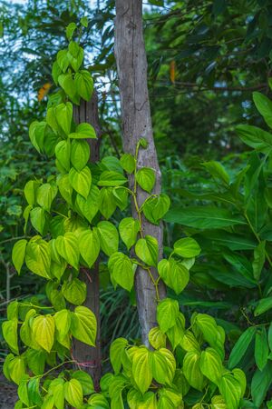 Betel leaf. On tree on woodの写真素材