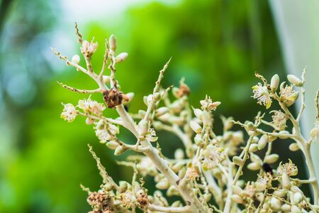 White flowers of Foxtail palm fruit,Red betel nut on palm tree