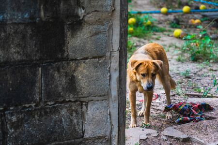 Sadness of the dog out side the houseの写真素材