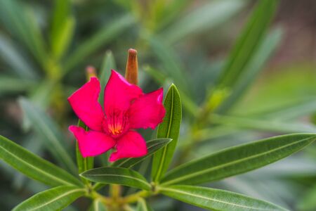 Bright pink nerium or oleander (Nerium oleander) flower close upの写真素材