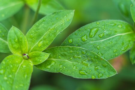 Fresh Green leaf with rain drop background.の写真素材