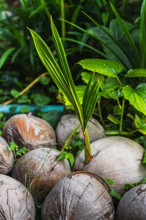 Coconut shoots for planting, new born coconut tree, tropical plantsの写真素材