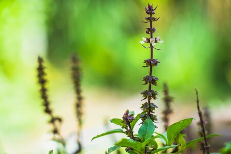 A side view of a blooming basil plant on a teal background with copy spaceの写真素材