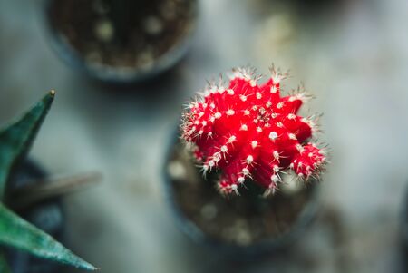 Red Cactus on blur background in the gardenの写真素材