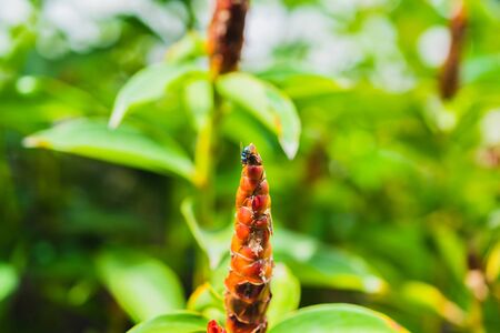 A fly on Crape ginger red flower (Costus speciosus Smith) in garden
