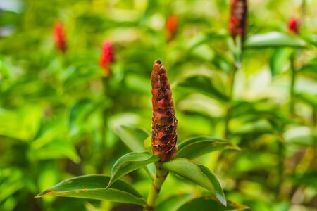 Crape ginger flower (Costus speciosus Smith). Other names: Cane Reed, Malay Ginger, blooming in the gardenの写真素材