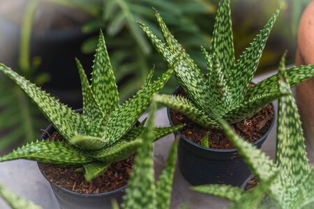 Aloe vera in the garden on a green backgroundの写真素材