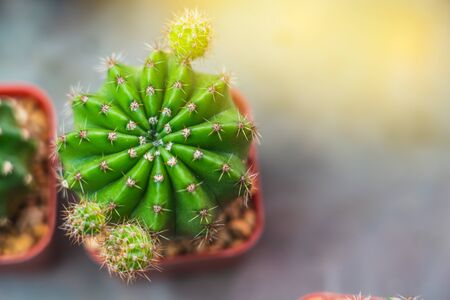 Close up of different cactus plants in flower pot. Selective focus with sun raysの写真素材