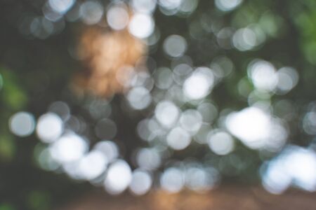 Blur image and bokeh from tree in daylightの写真素材