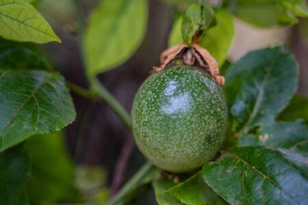 A Fresh green passion fruit on vine from frame. Backgroundの写真素材