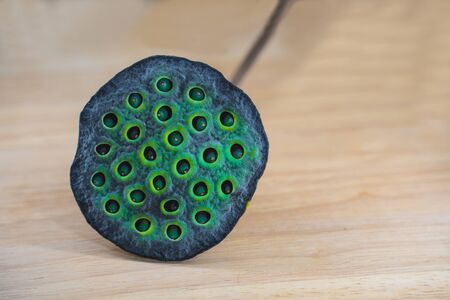 Lotus seed pods. Green lotus seed pods backgroundの写真素材