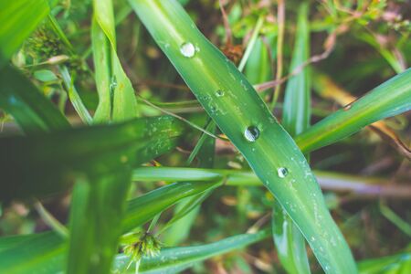 The Green grass leaf with shining dew. Macro of fresh green grass leaf with shining dew in Spring forestの写真素材
