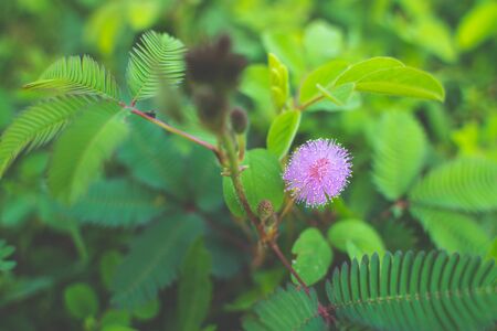 The Closeup to Sensitive Plant Flower, Mimosa Pudica.の写真素材
