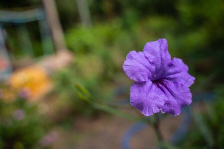 The Close up purple ruellia tuberosa flower in nature gardenの写真素材