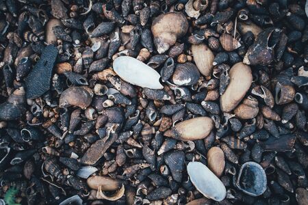 The Background of coral reefs and shells on the beach